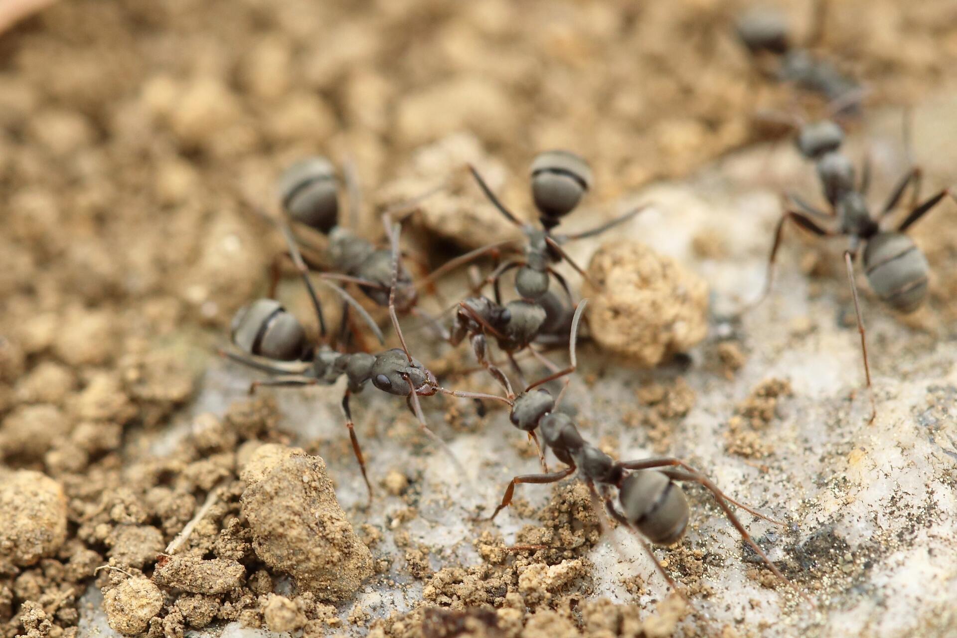 Bugs hide in noise