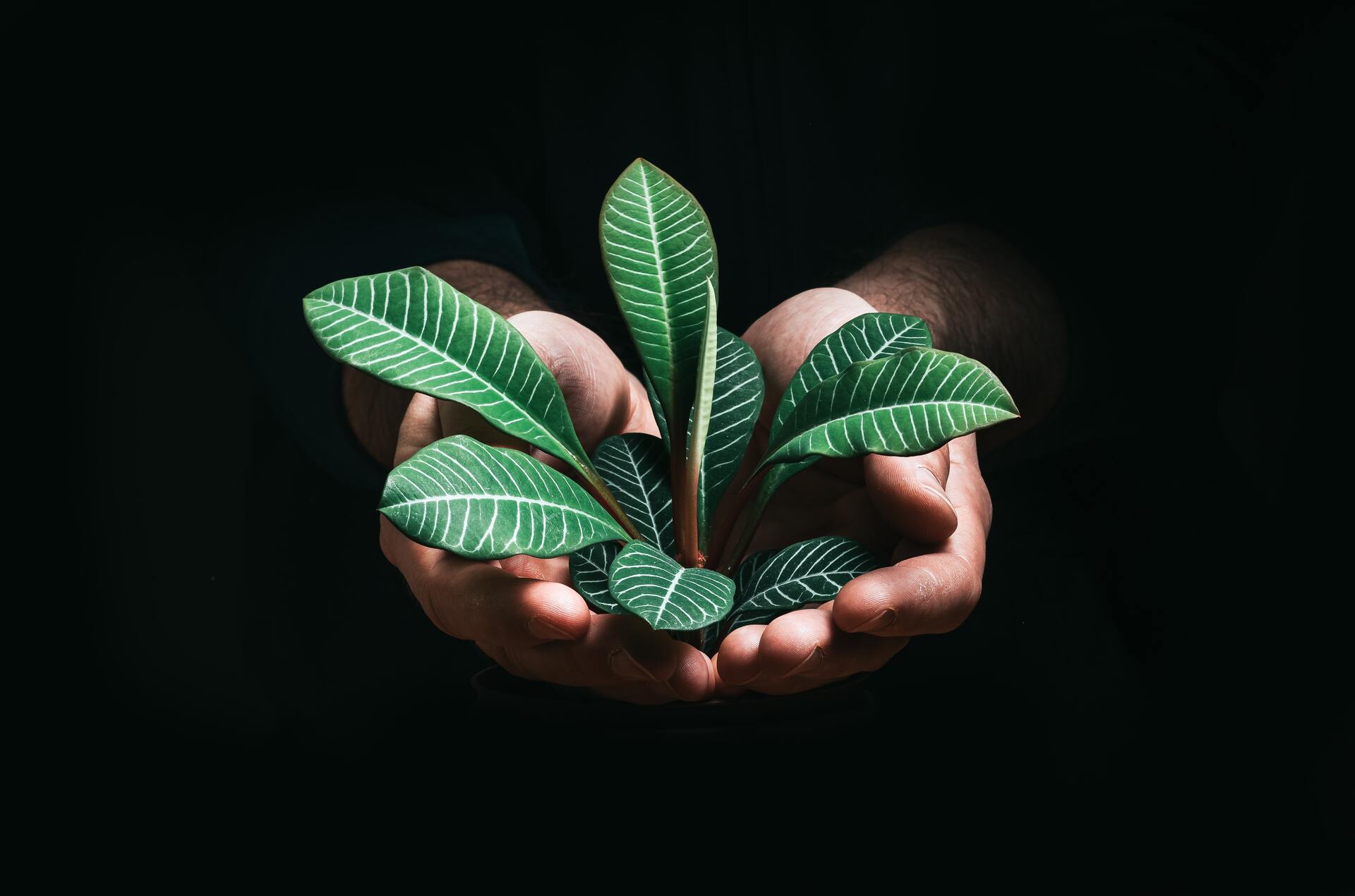 Grow your code organically